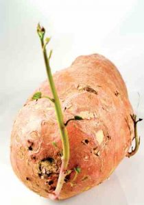 Growing Sweet Potatoes Image